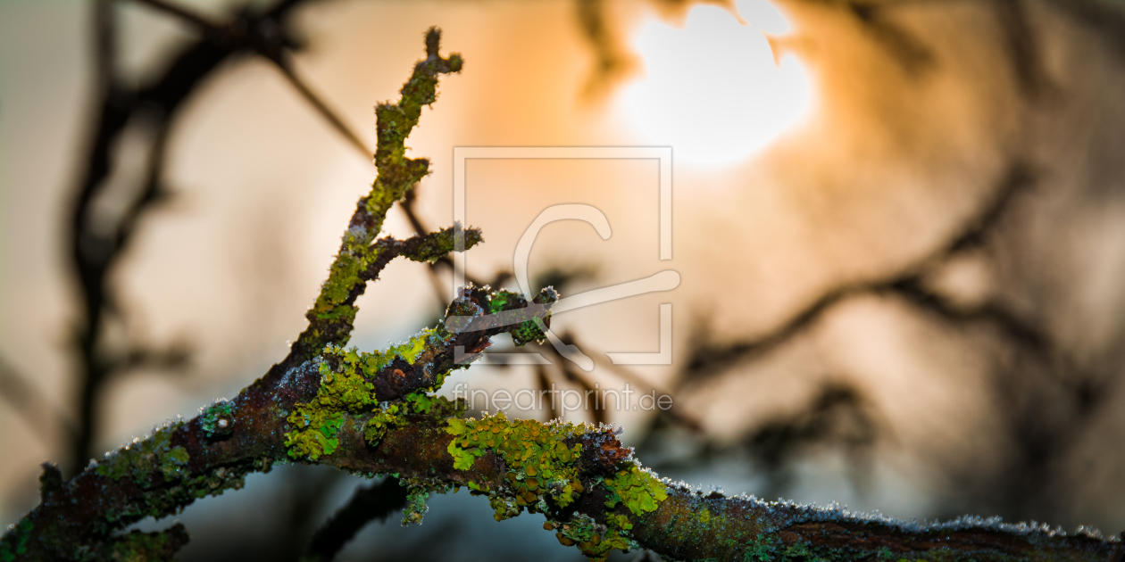 Bild-Nr.: 11427605 Frostmorgen erstellt von Richard-Young