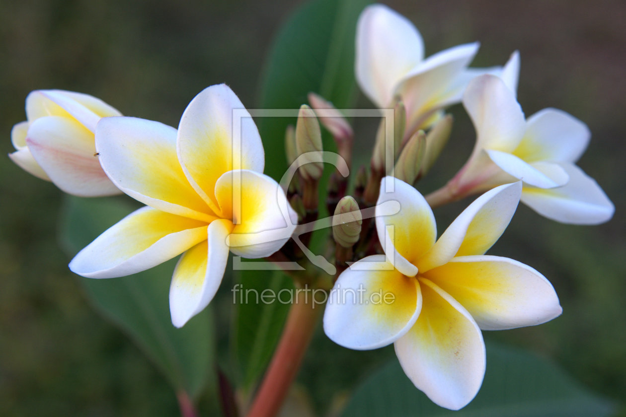 Bild-Nr.: 11428316 Frangipani erstellt von Digranes