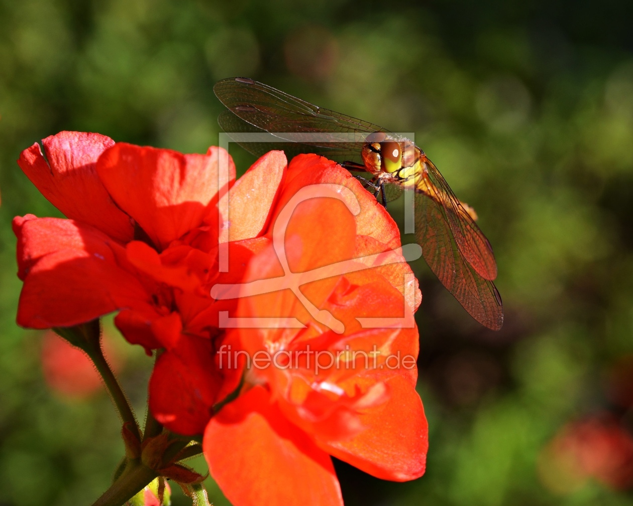 Bild-Nr.: 11429247 Libelle auf einer Geranie erstellt von catlovers