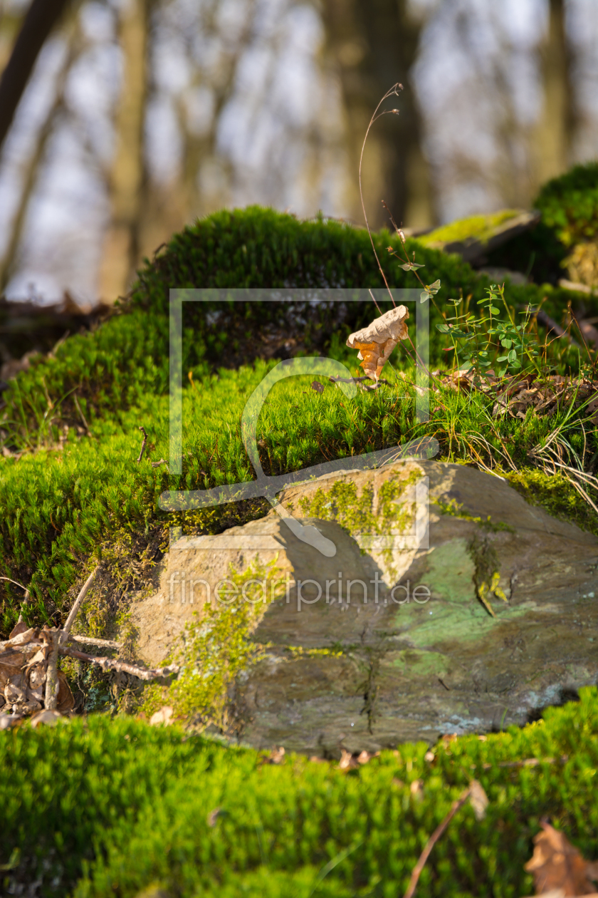 Bild-Nr.: 11430153 Mooslandschaft erstellt von Richard-Young