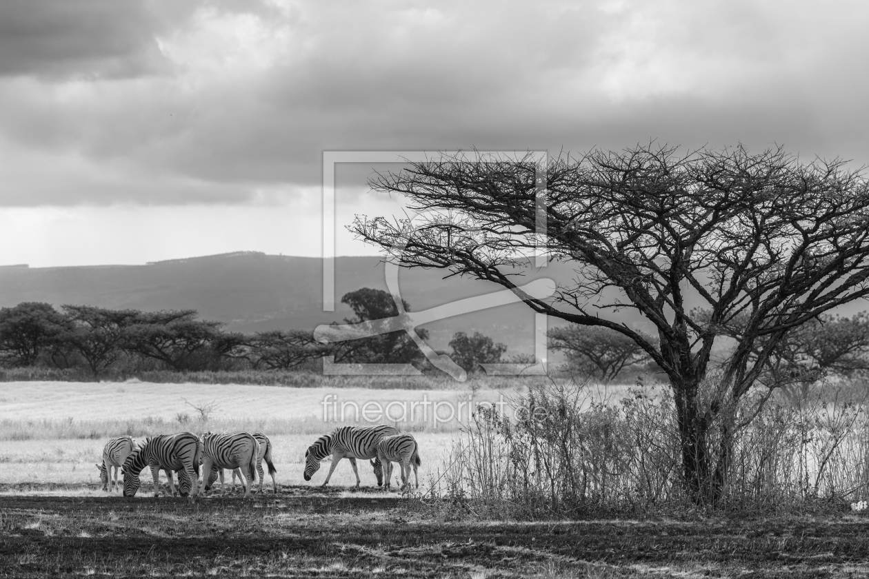 Bild-Nr.: 11430386 Afrikanische Steppe sw erstellt von TomKli