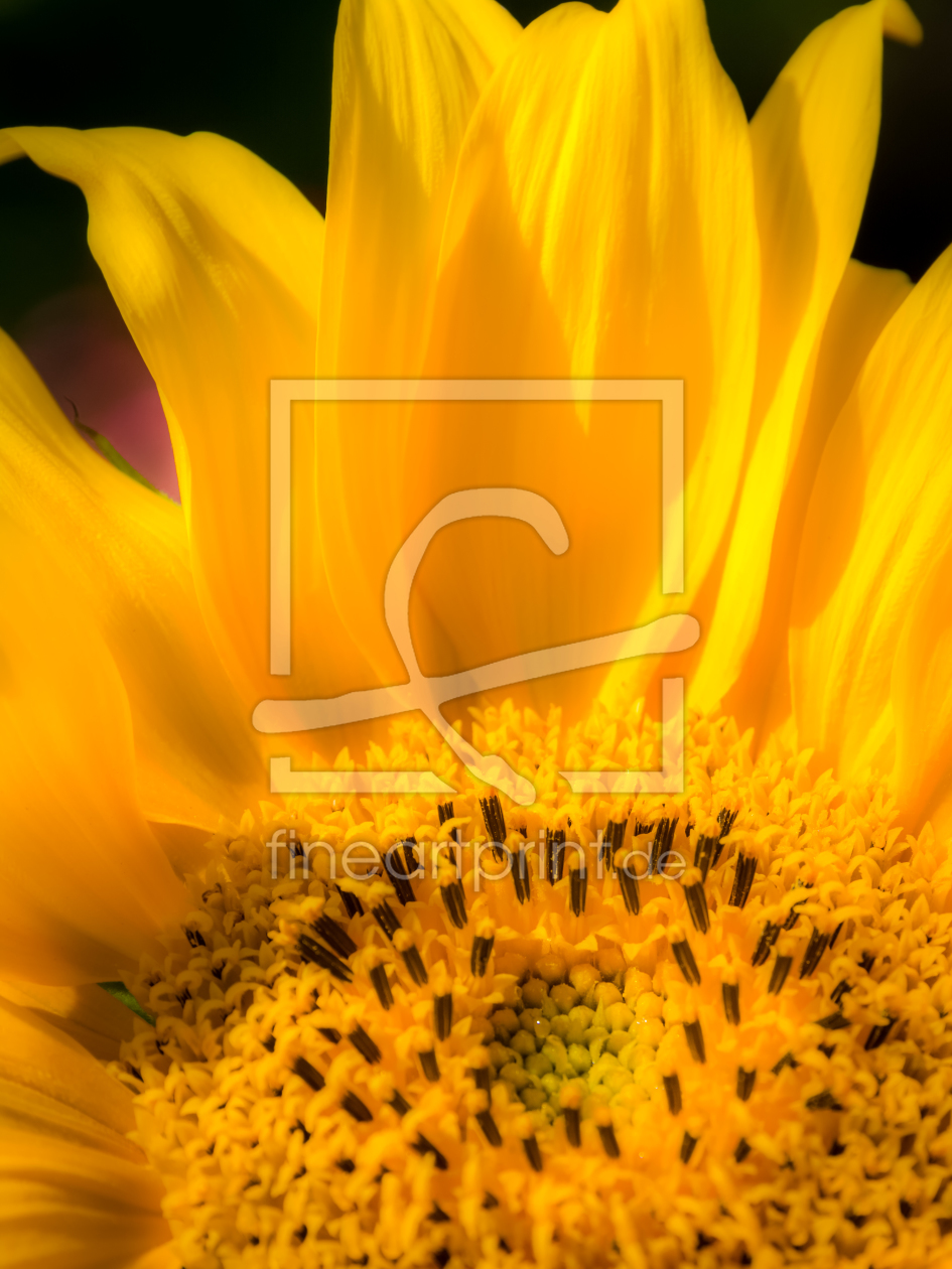 Bild-Nr.: 11430564 Sonnenblume - soft erstellt von Richard-Young