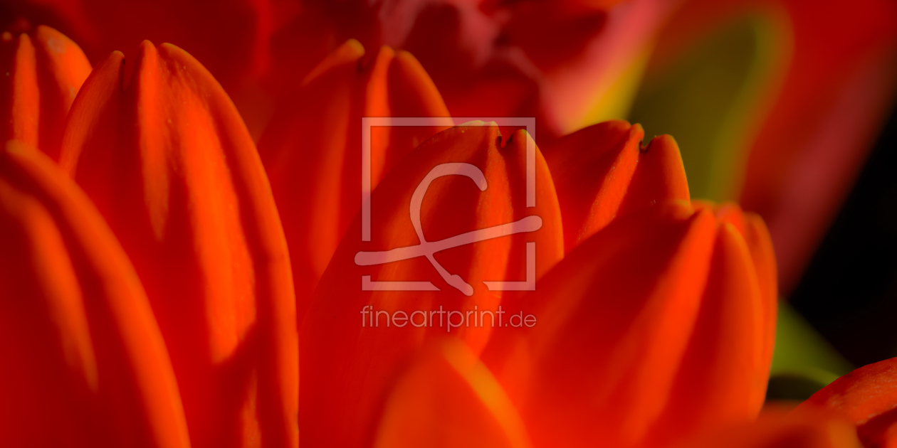 Bild-Nr.: 11430566 Gerbera - soft erstellt von Richard-Young