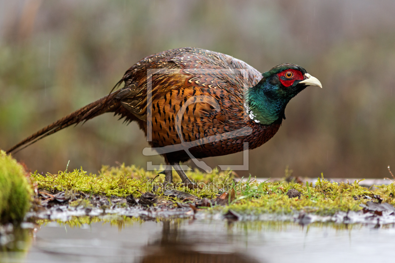 Bild-Nr.: 11430606 Fasan - Phasianus colchicus erstellt von Thomas Herzog