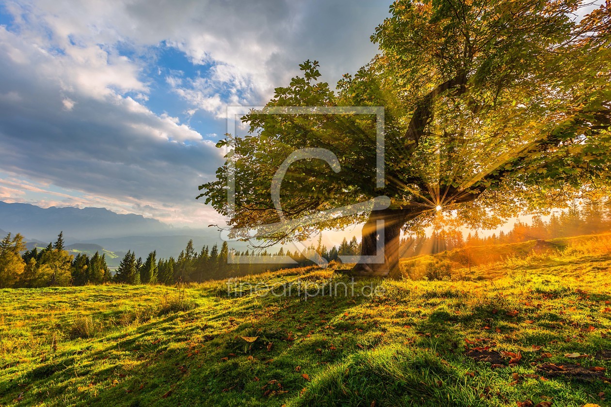 Bild-Nr.: 11430868 Kastanien Baum Sonnenlicht Berg Herbst erstellt von StefanPrech
