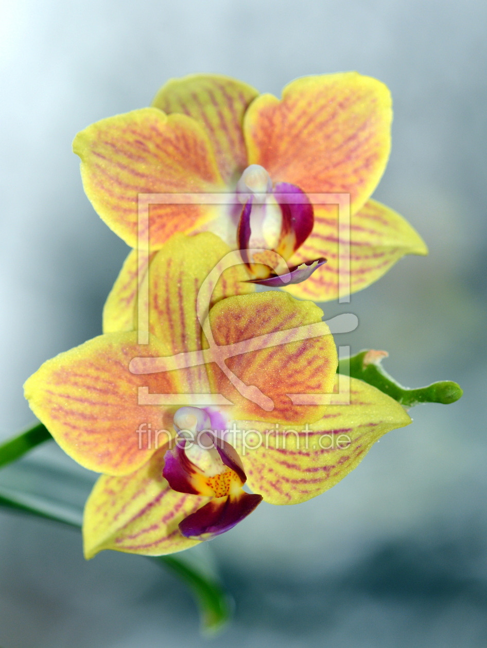 Bild-Nr.: 11431846 Phalaenopsis erstellt von GUGIGEI