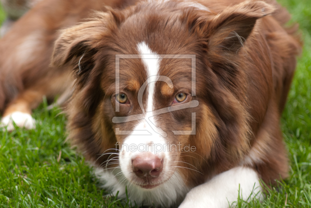 Bild-Nr.: 11431903 Australian Shepherd erstellt von NatalieJahnel