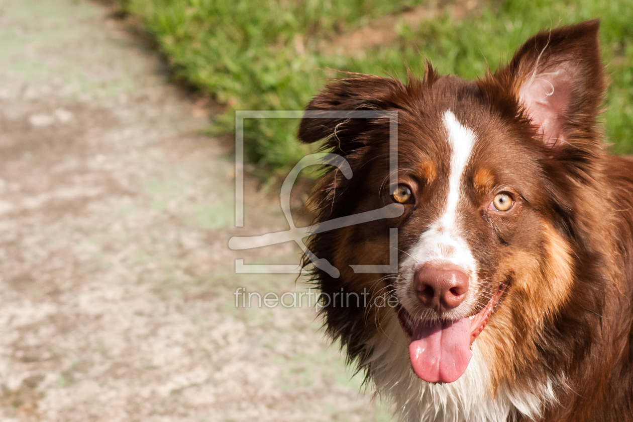 Bild-Nr.: 11432292 Australian Shepherd erstellt von NatalieJahnel