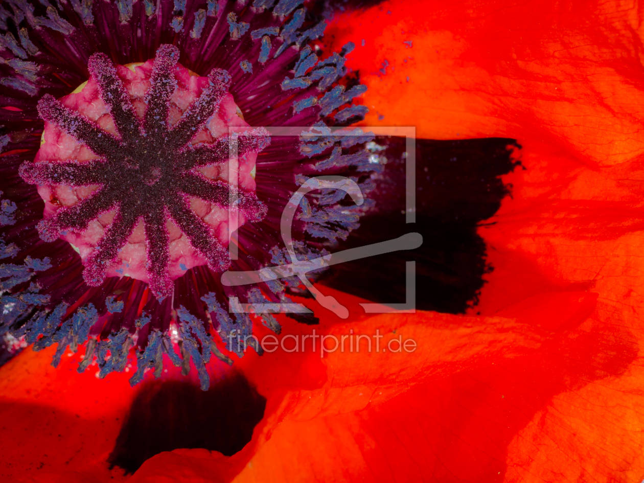 Bild-Nr.: 11432295 ROTER MOHN erstellt von Richard-Young