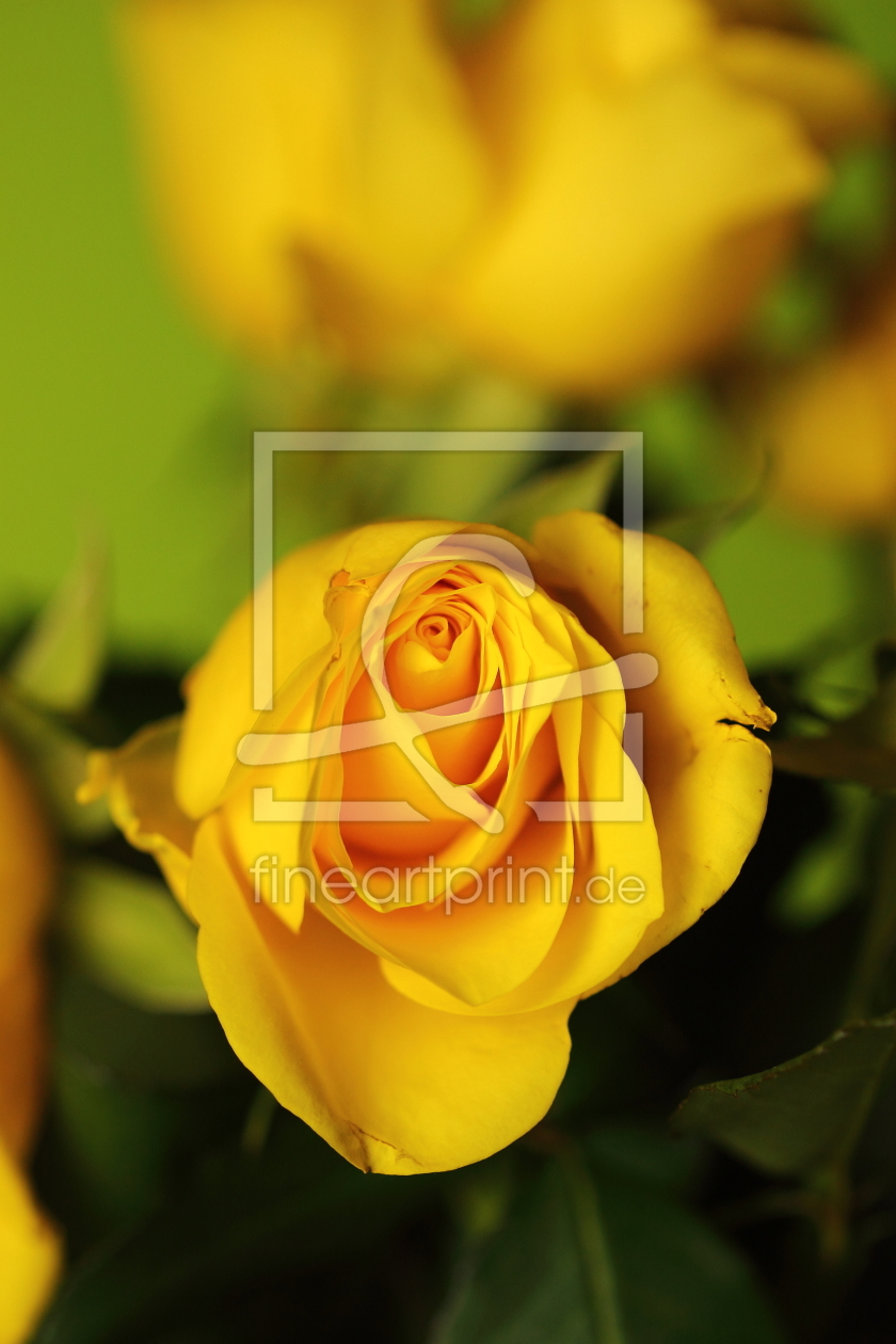 Bild-Nr.: 11433565 Gelbe Rose erstellt von KundenNr-272456