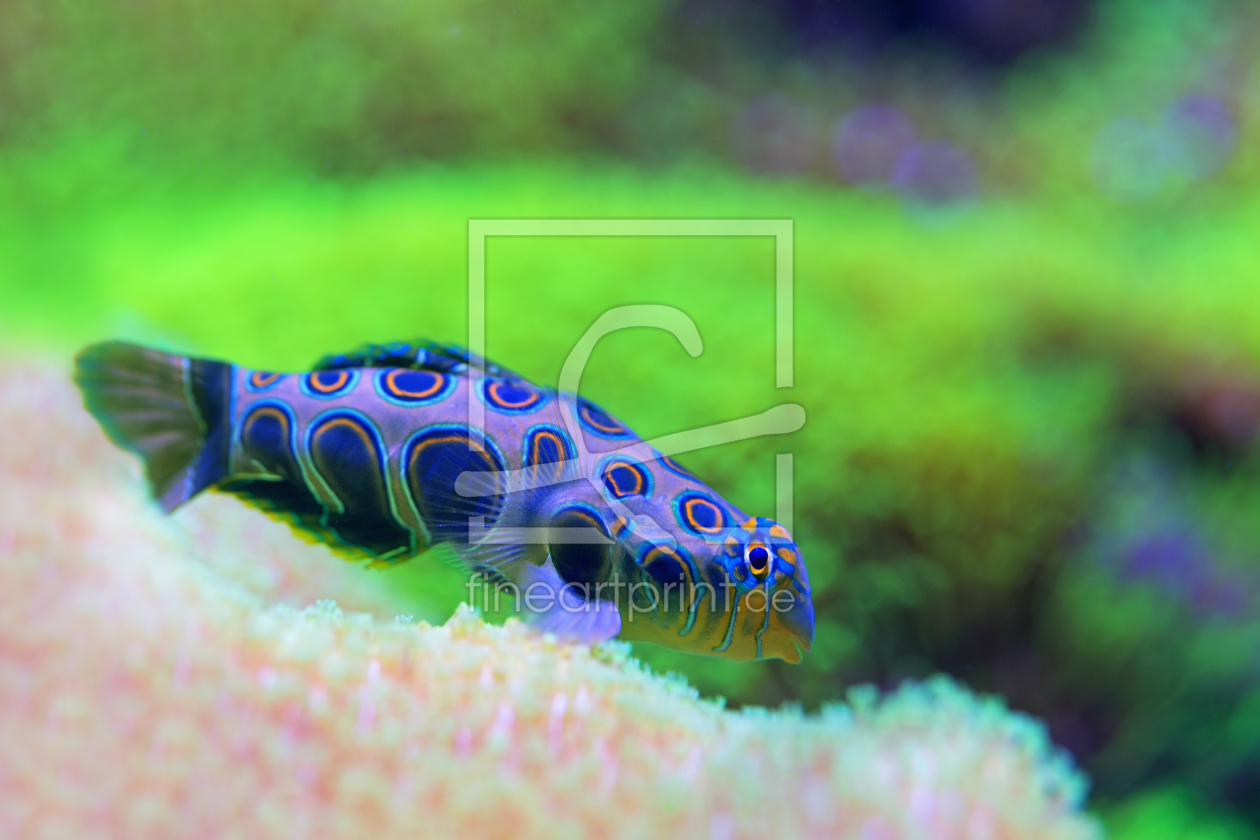 Bild-Nr.: 11434032 LSD-Leierfisch erstellt von 
