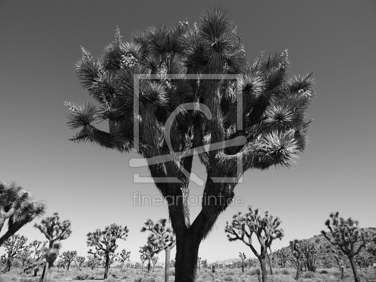 Bild-Nr.: 11434580 Group of Joshua Trees erstellt von Bernhard Aichner