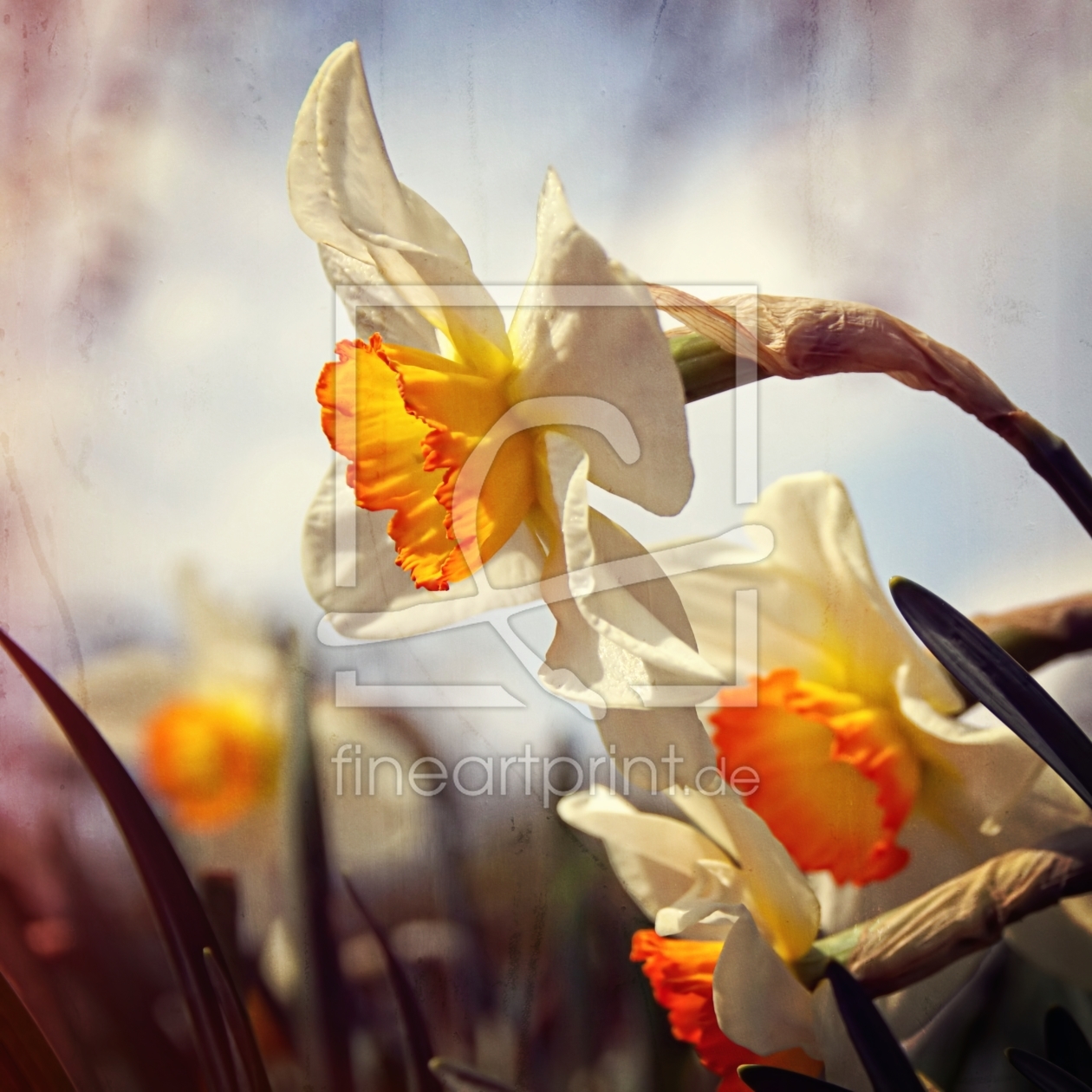 Bild-Nr.: 11435344 Frühlingsblumen erstellt von youhaveadream