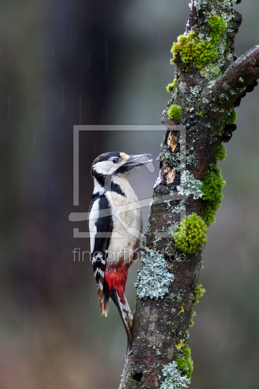 Bild-Nr.: 11435837 Buntspecht - Dendrocopos major erstellt von Thomas Herzog