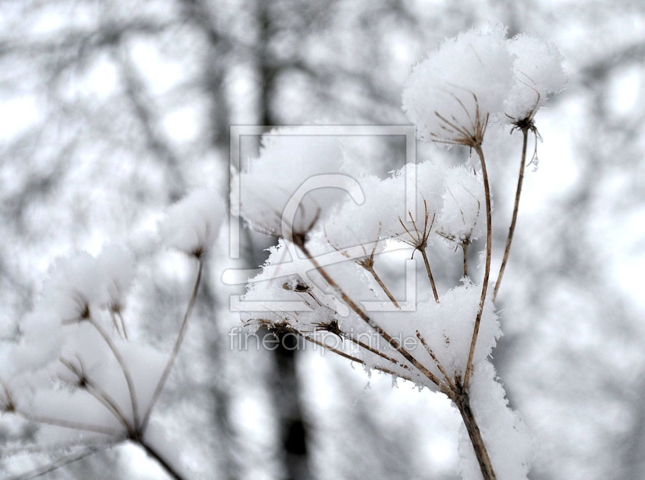 Bild-Nr.: 11436056 Schneeblüten erstellt von Sabineleifels