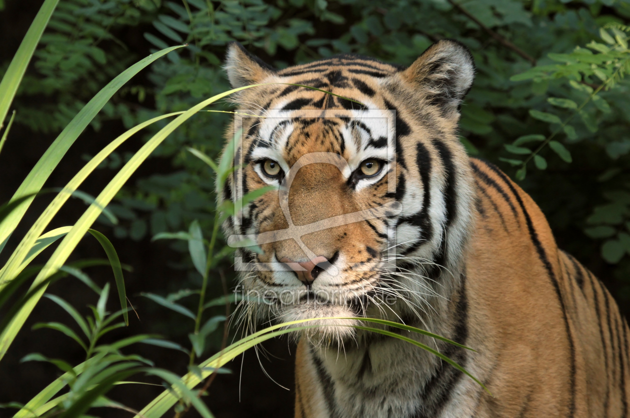 Bild-Nr.: 11436108 TigerPortrait erstellt von Boersenfuchs