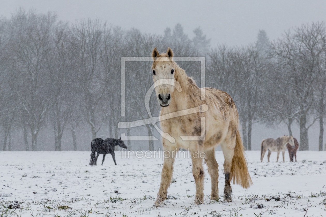 Bild-Nr.: 11436607 Pferde im Schnee erstellt von DieWernerin