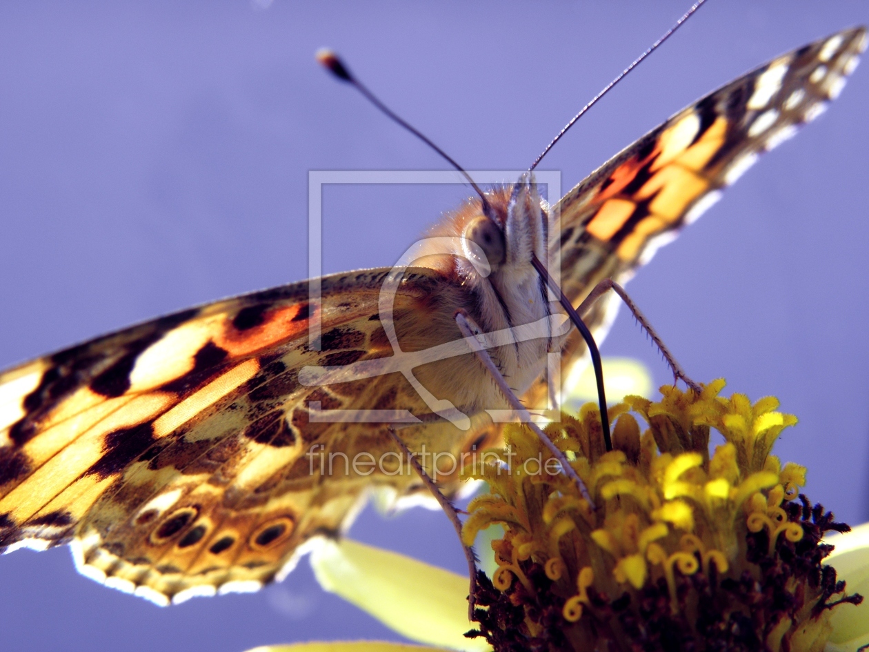 Bild-Nr.: 11436729 Distelfalter erstellt von bk-fotokunst