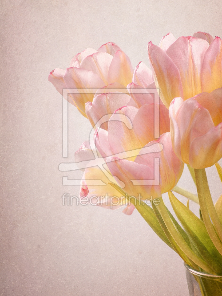 Bild-Nr.: 11436744 soft tulips erstellt von Rolf Eschbach