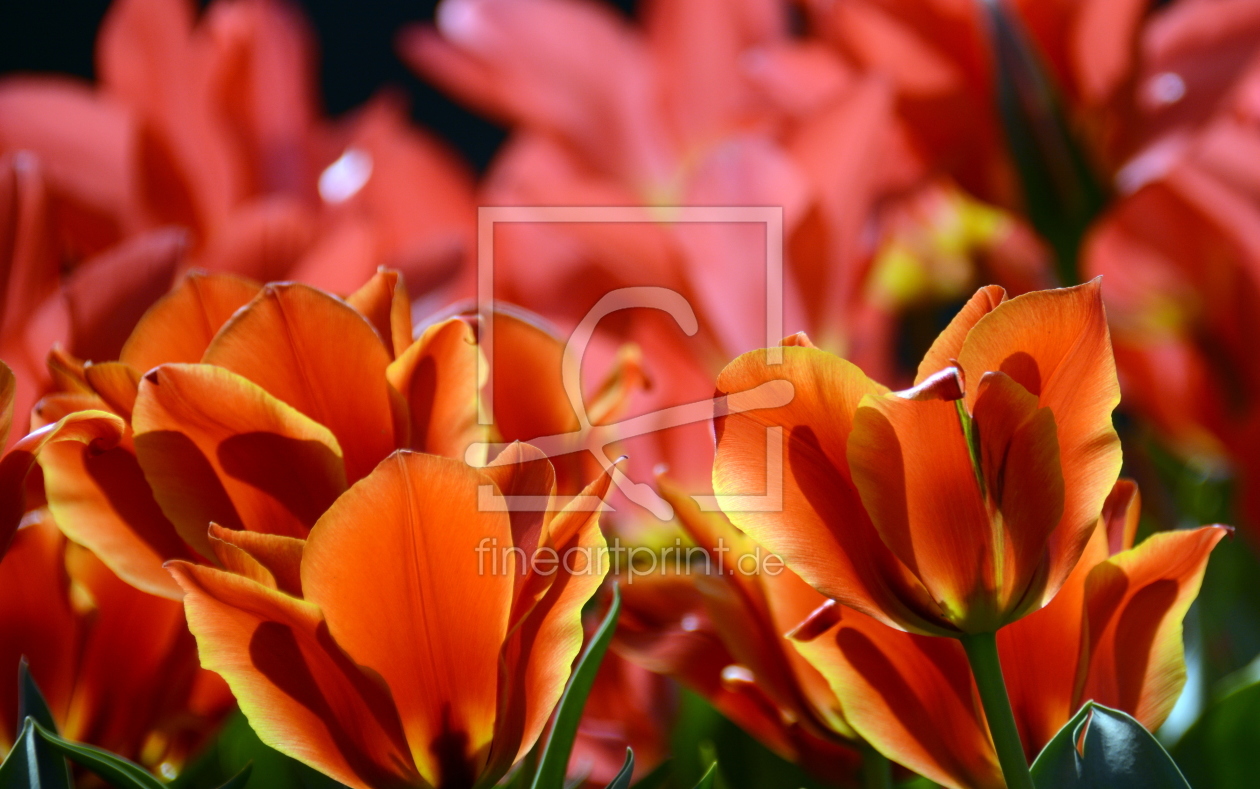 Bild-Nr.: 11436780 Tulpen-Leuchten erstellt von GUGIGEI