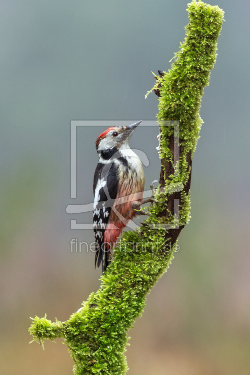 Bild-Nr.: 11436866 Mittelspecht - Leiopicus medius erstellt von Thomas Herzog