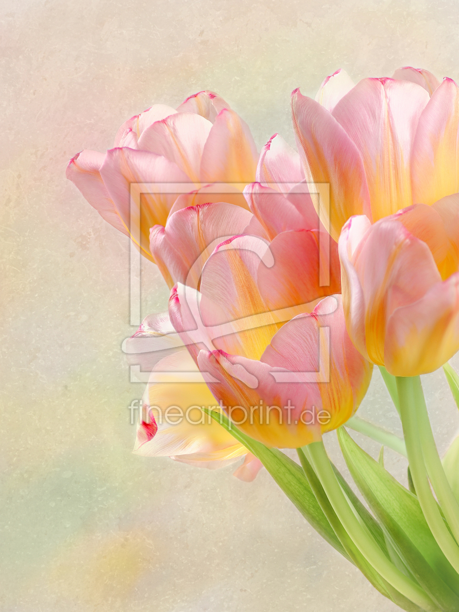 Bild-Nr.: 11437213 soft tulips erstellt von Rolf Eschbach