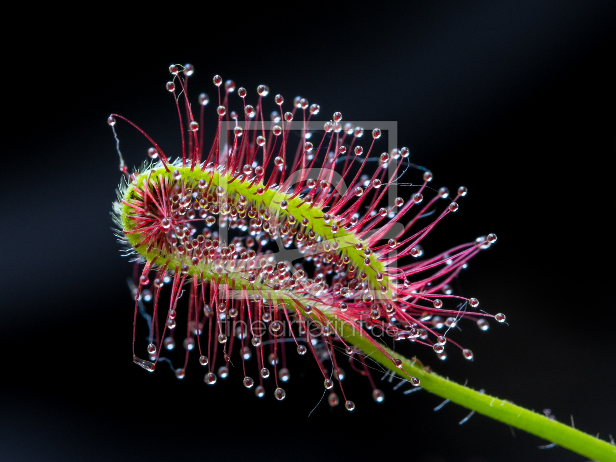 Bild-Nr.: 11437374 Drosera capesnis erstellt von Bart-Achilles