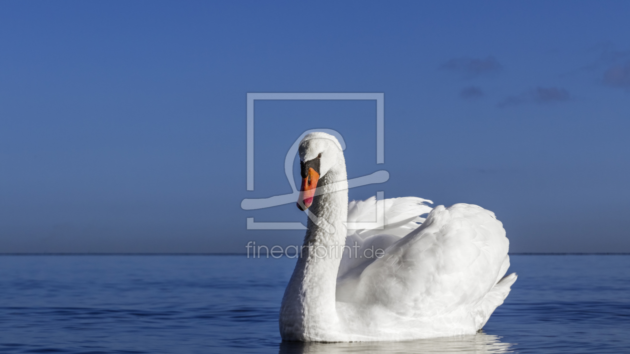 Bild-Nr.: 11437598 Höckerschwan -Cygnus olor- erstellt von bebo24