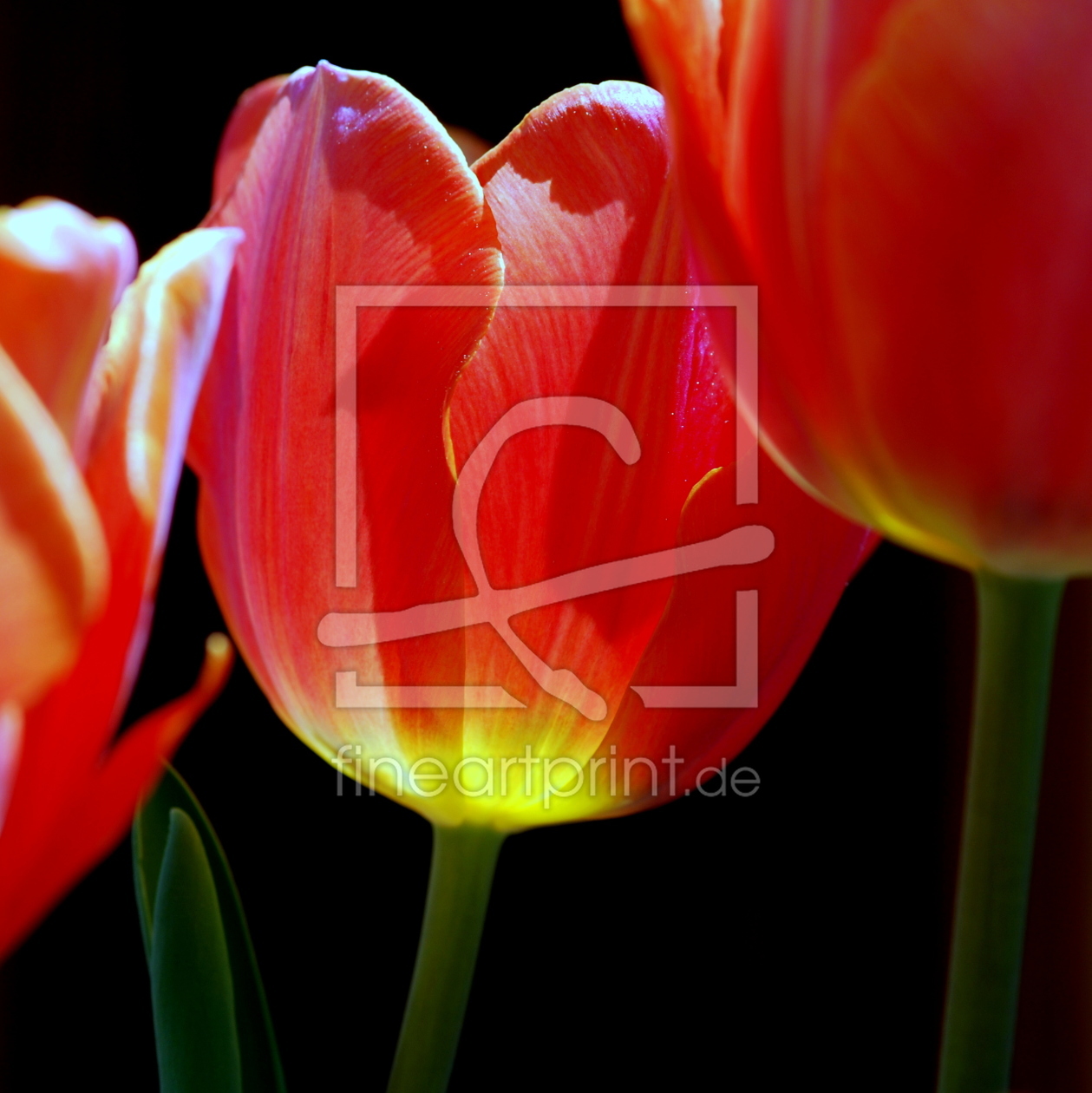 Bild-Nr.: 11439512 Tulpen erstellt von GUGIGEI