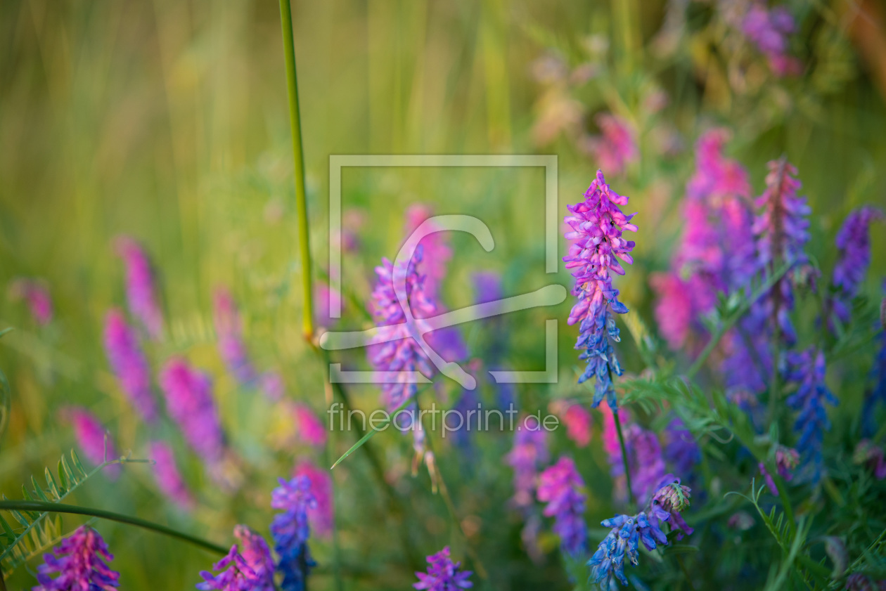 Bild-Nr.: 11440104 Lavendel erstellt von chaosbanane