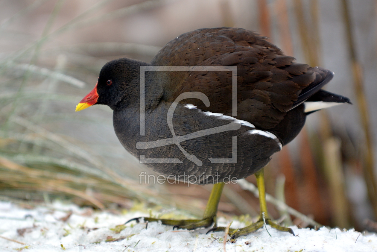 Bild-Nr.: 11440411 Teichhuhn erstellt von GUGIGEI