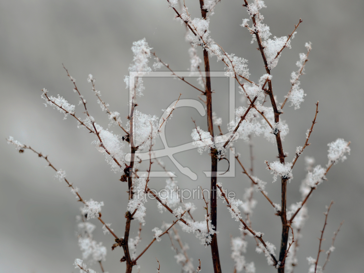 Bild-Nr.: 11442442 Winterpflanzenidylle erstellt von Ostfriese