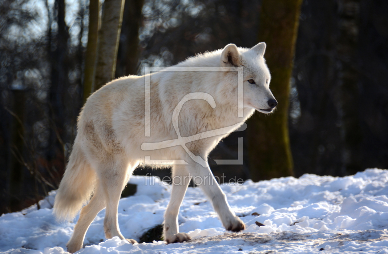 Bild-Nr.: 11443157 Polarwolf erstellt von GUGIGEI