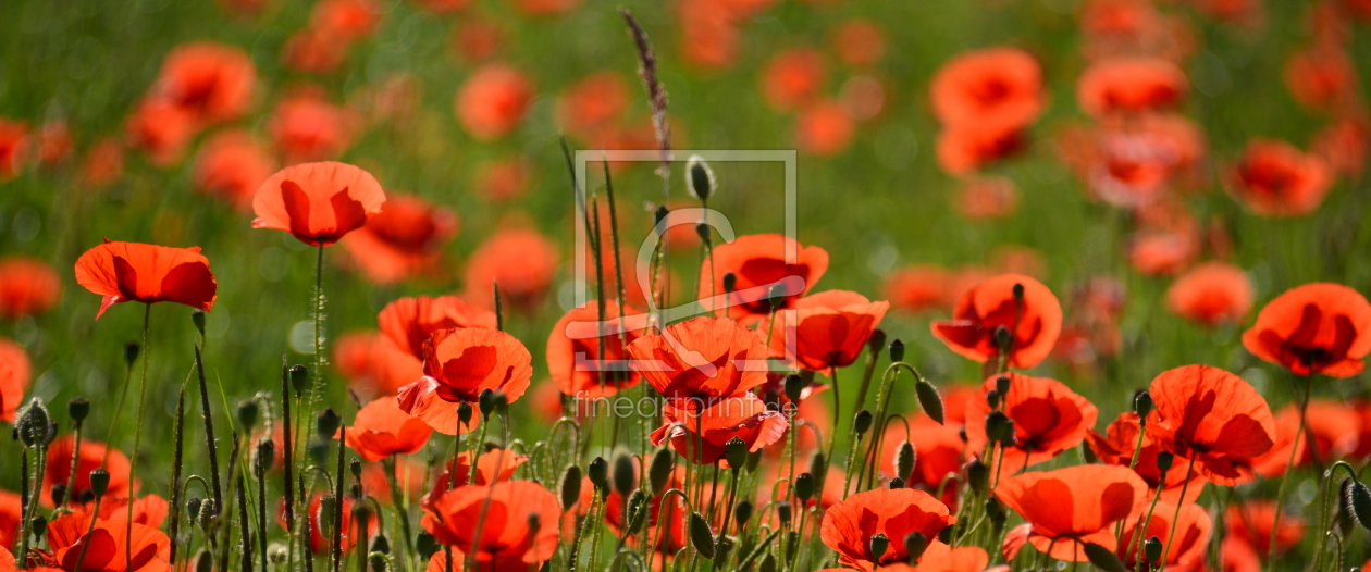 Bild-Nr.: 11443982 Mohn-Leuchten erstellt von GUGIGEI