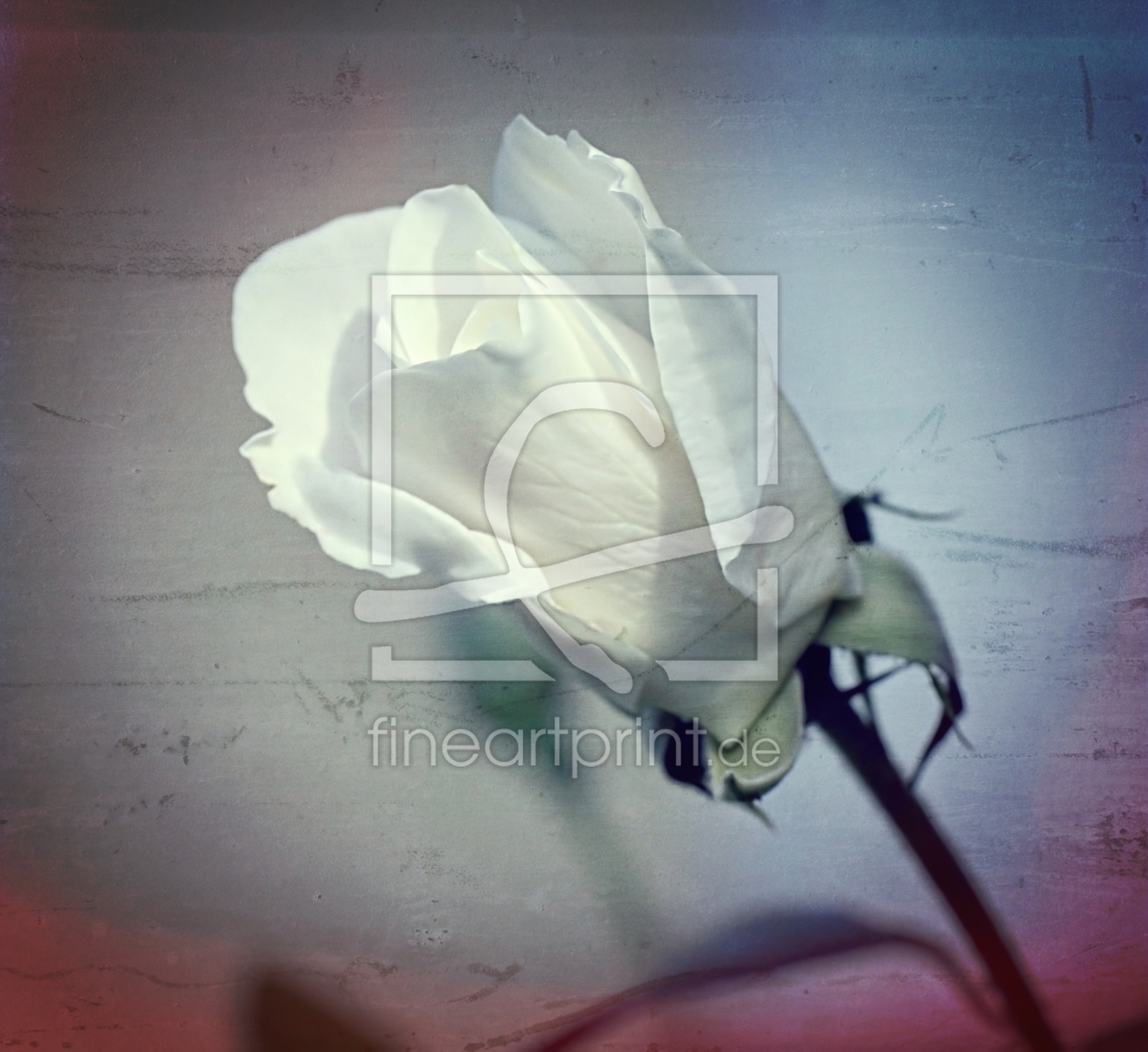 Bild-Nr.: 11444115 Innocence erstellt von youhaveadream