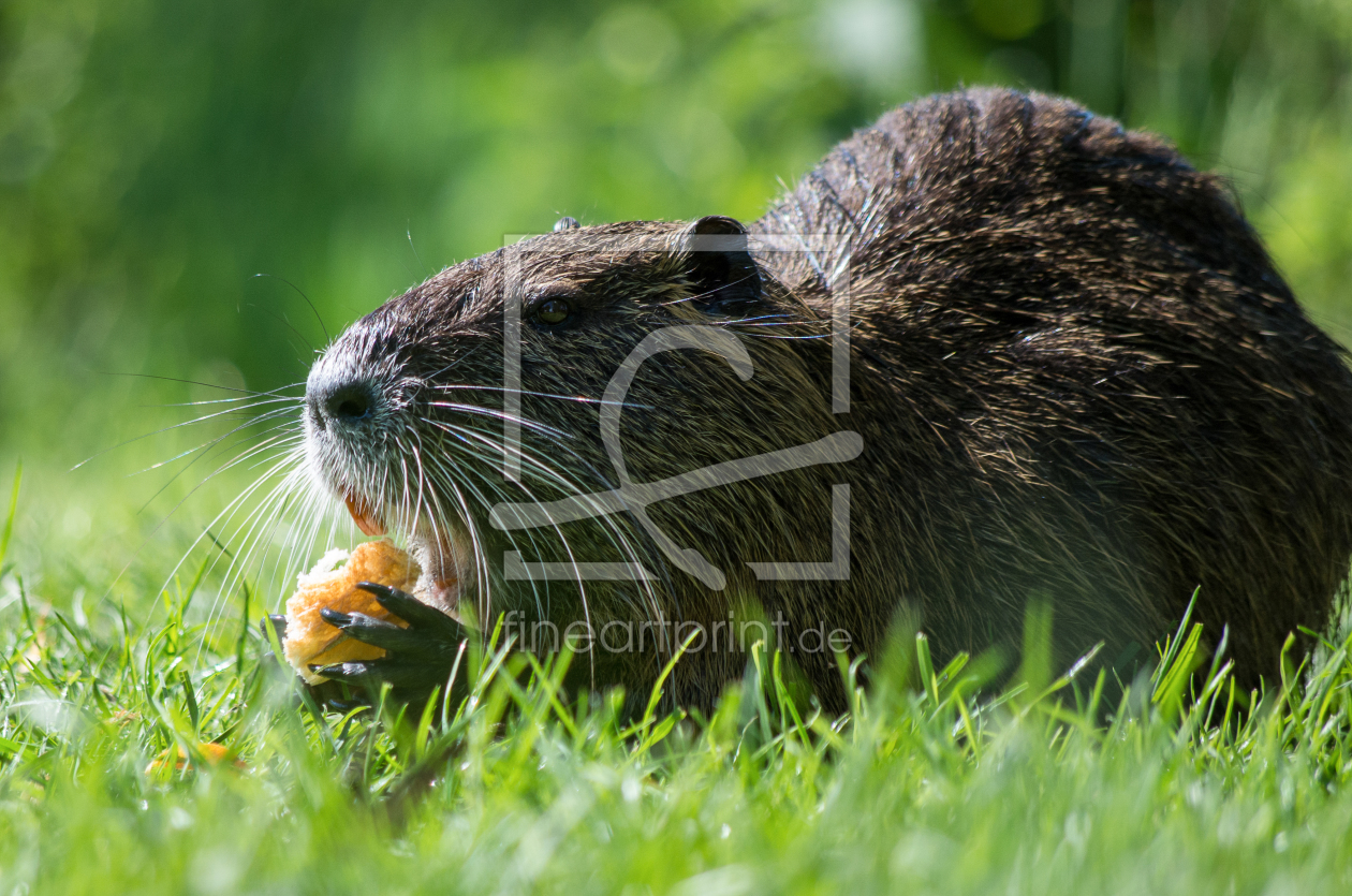 Bild-Nr.: 11444129 Nutria beim Fressen erstellt von Fabian Trost