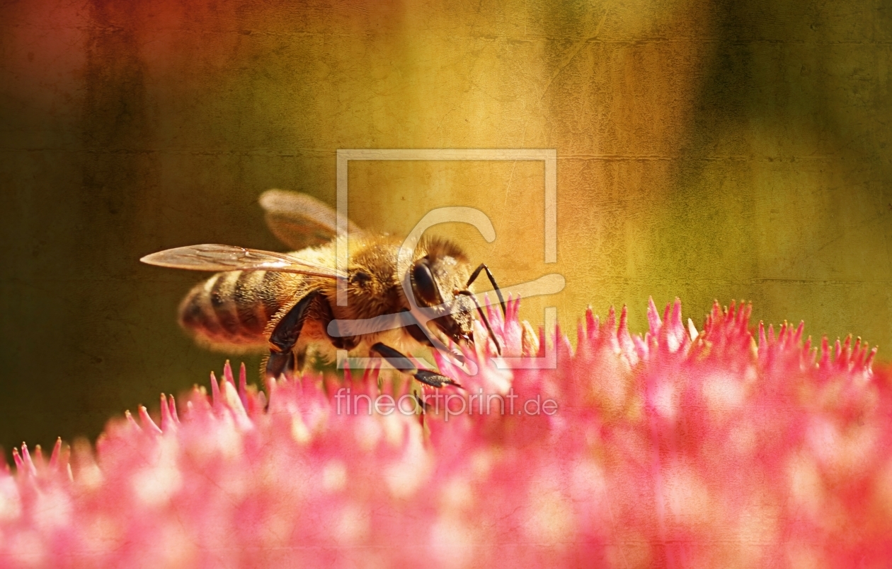 Bild-Nr.: 11444524 Honey bee erstellt von youhaveadream