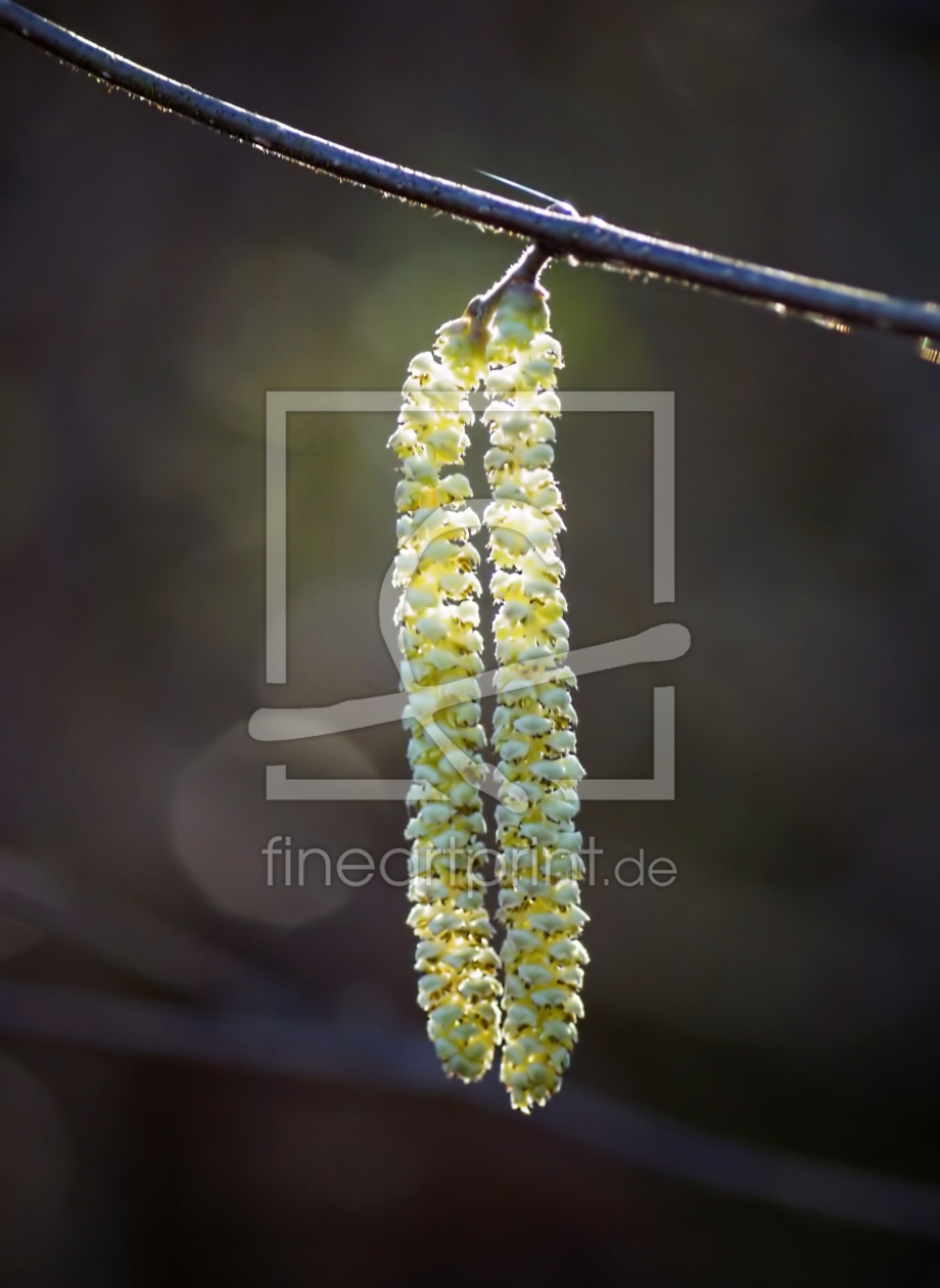 Bild-Nr.: 11445087 Leuchtender Frühling erstellt von youhaveadream