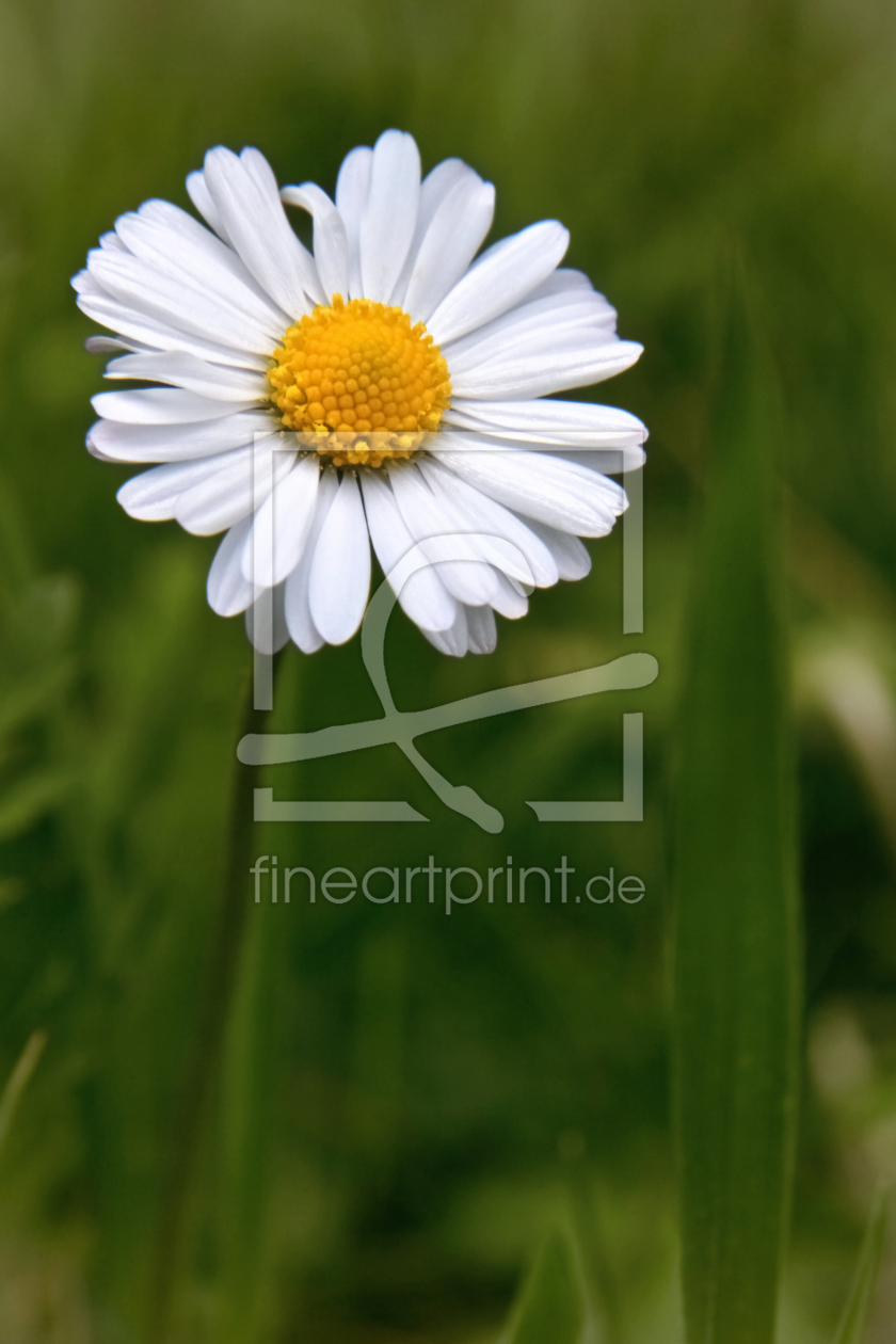 Bild-Nr.: 11445601 Marmelblume erstellt von birdy