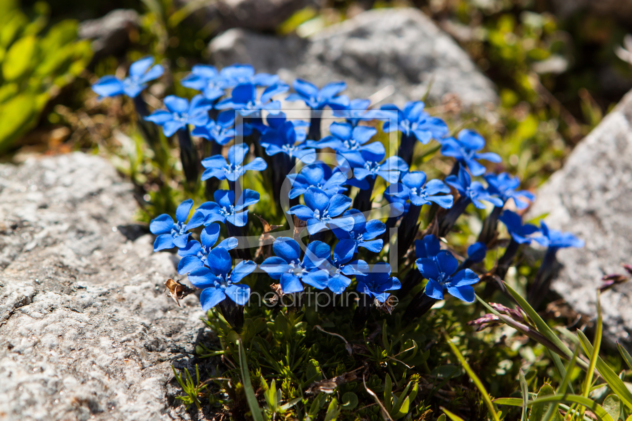 Bild-Nr.: 11446145 Alpenblumen erstellt von KundenNr-284519