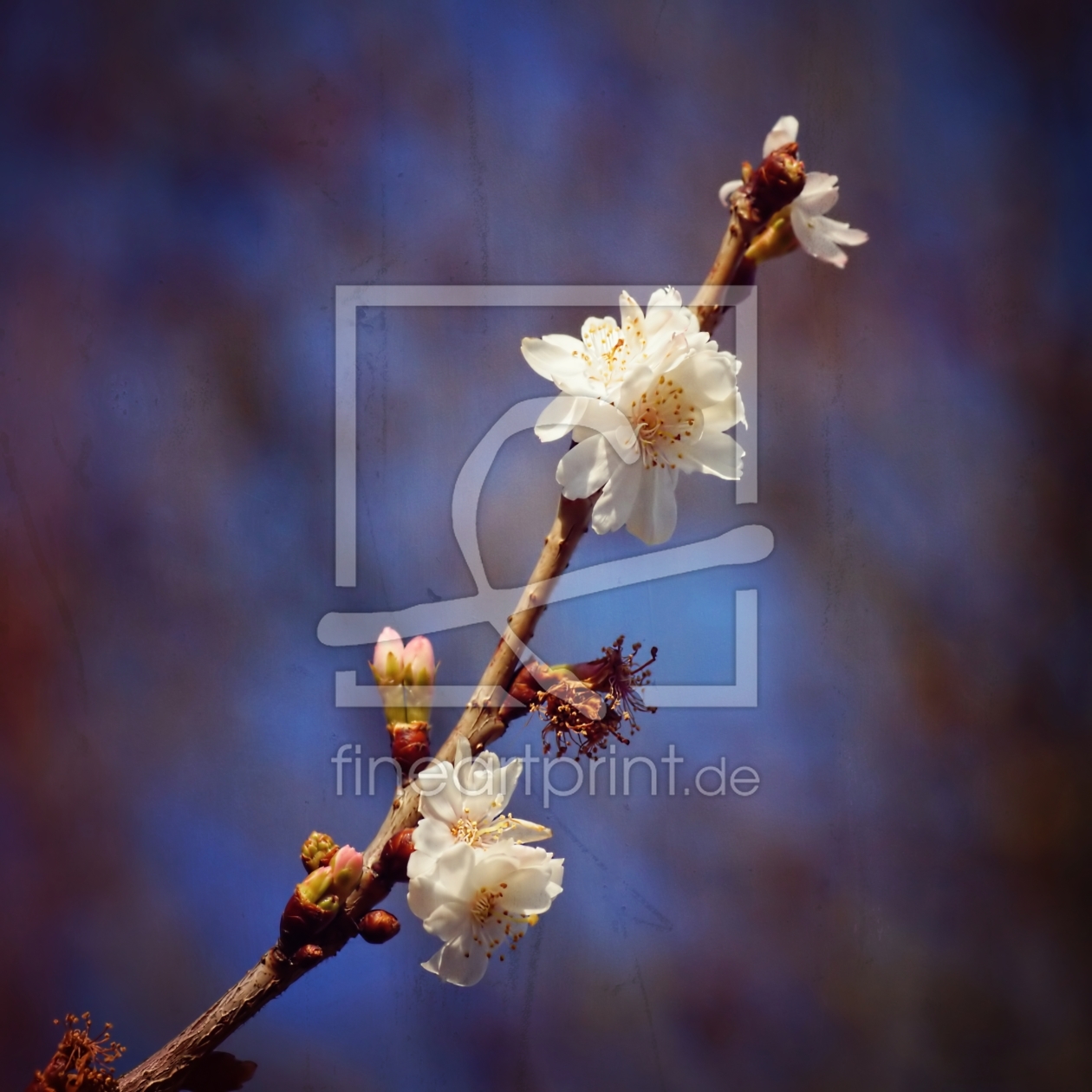 Bild-Nr.: 11446262 Early spring erstellt von youhaveadream