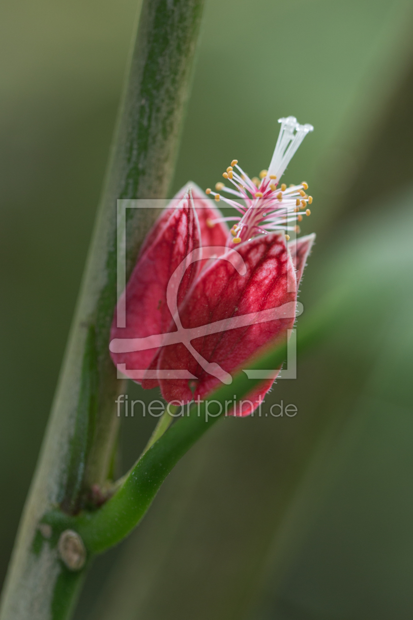 Bild-Nr.: 11446840 Die Blüte erstellt von KundenNr-284519