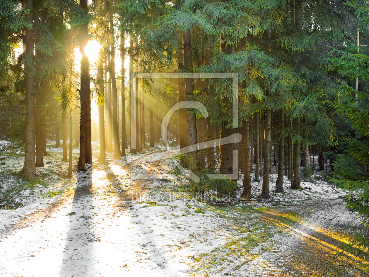 Bild-Nr.: 11446954 Winter im Wald - Sonnenstrahlen erstellt von mao-in-photo