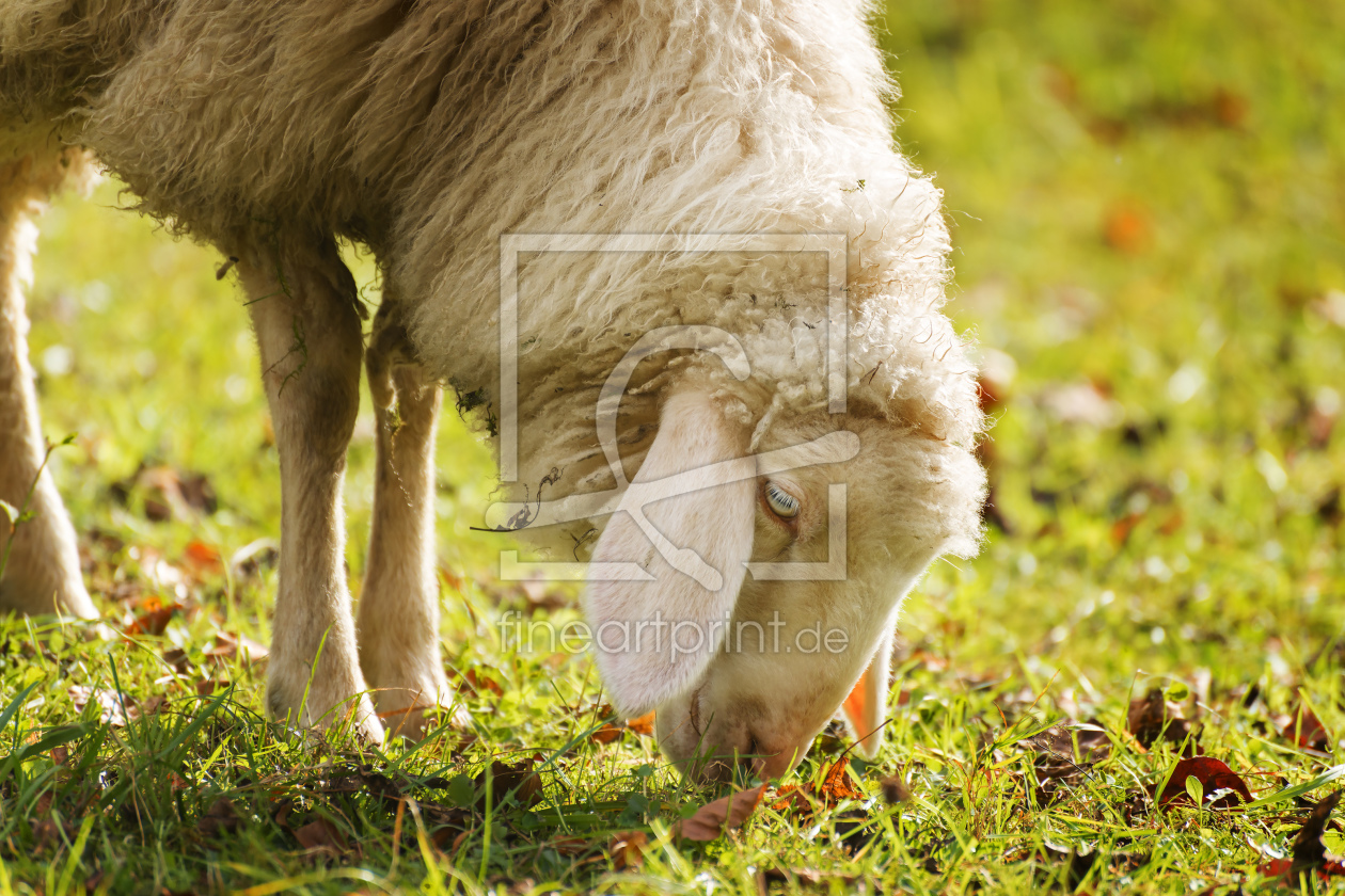 Bild-Nr.: 11448246 Grasendes Schaf Bild-Nr.: 11448246 Grasendes Schaf erstellt von Wolfgang Zwanzger