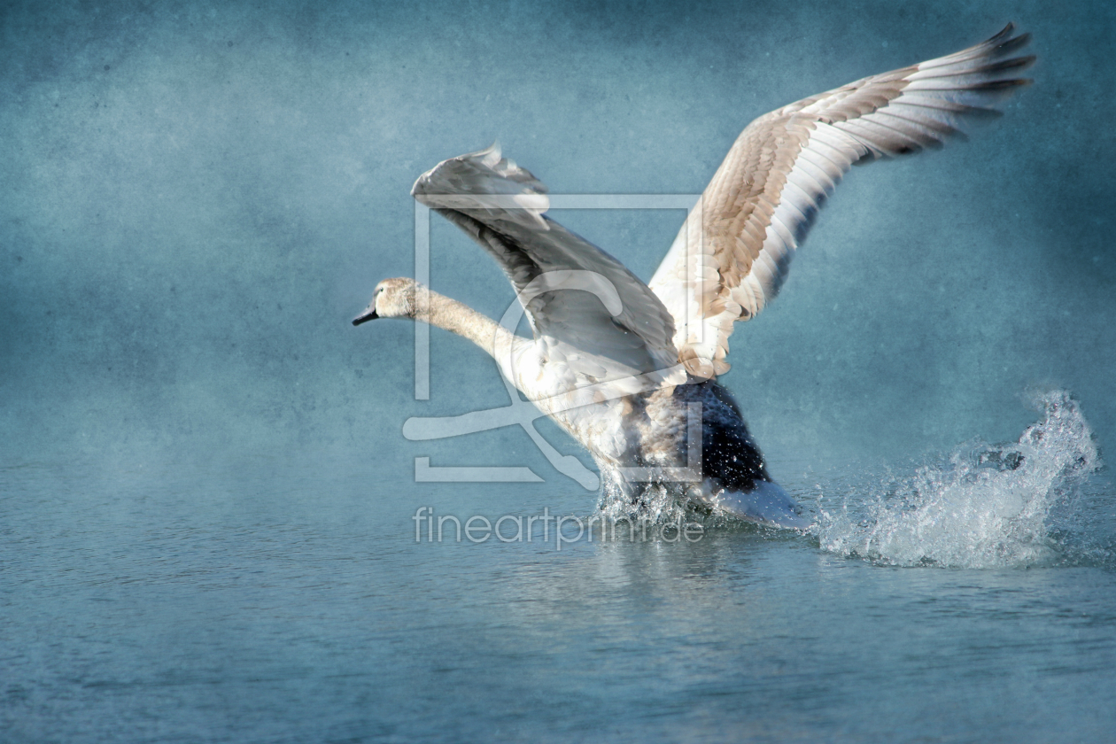 Bild-Nr.: 11448403 Schwan erstellt von Heike  Hultsch