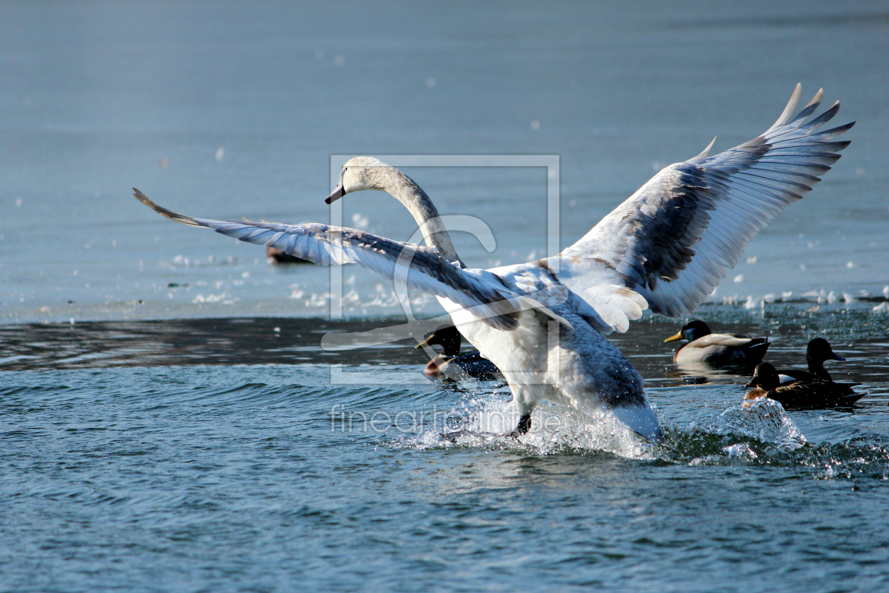 Bild-Nr.: 11448568 Schwan erstellt von Heike  Hultsch