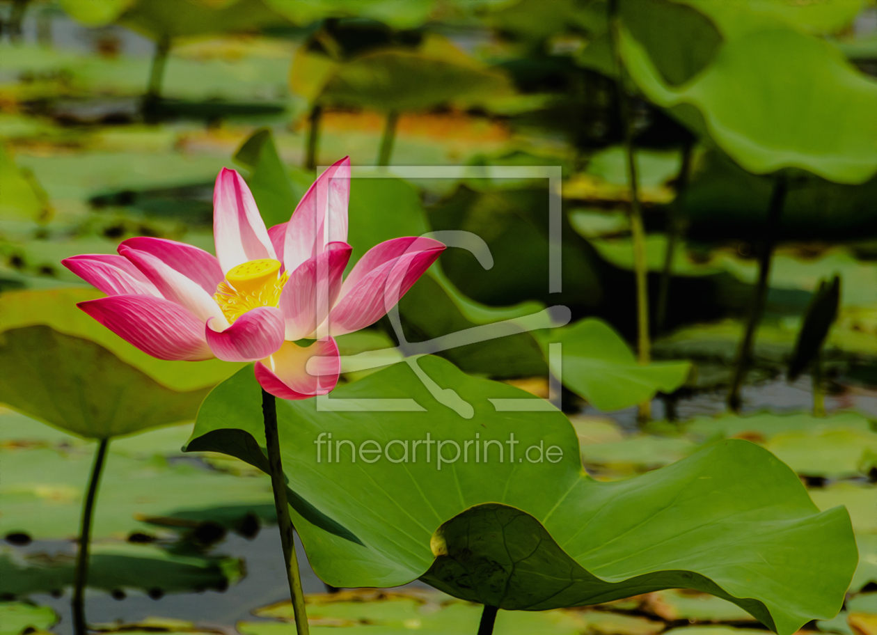 Bild-Nr.: 11449576 Seerose in Thailand erstellt von Abstraktika