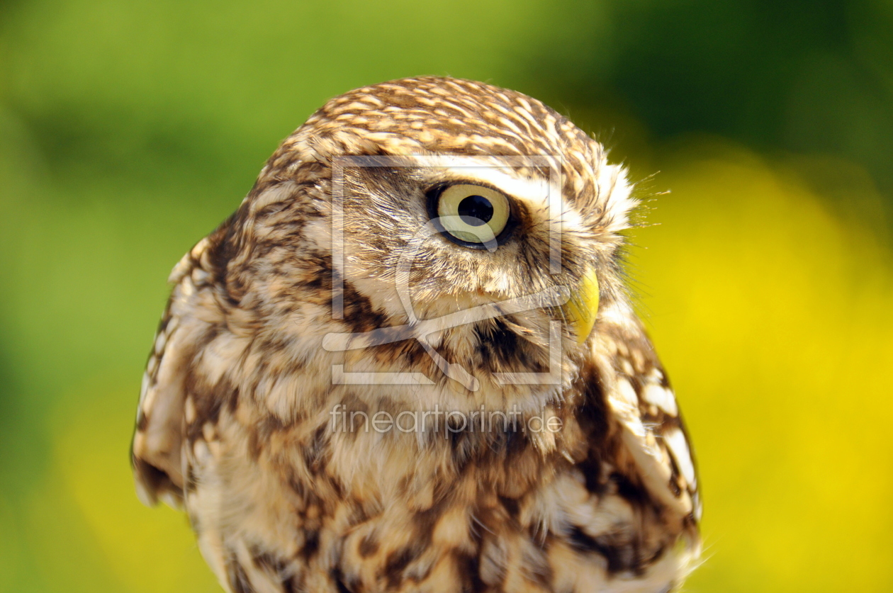 Bild-Nr.: 11451878 Käuzchen erstellt von GUGIGEI