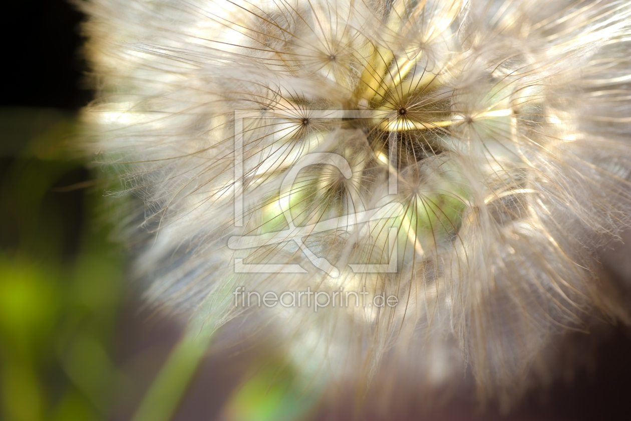 Bild-Nr.: 11452095 Pusteblume Poesie erstellt von Julia Delgado