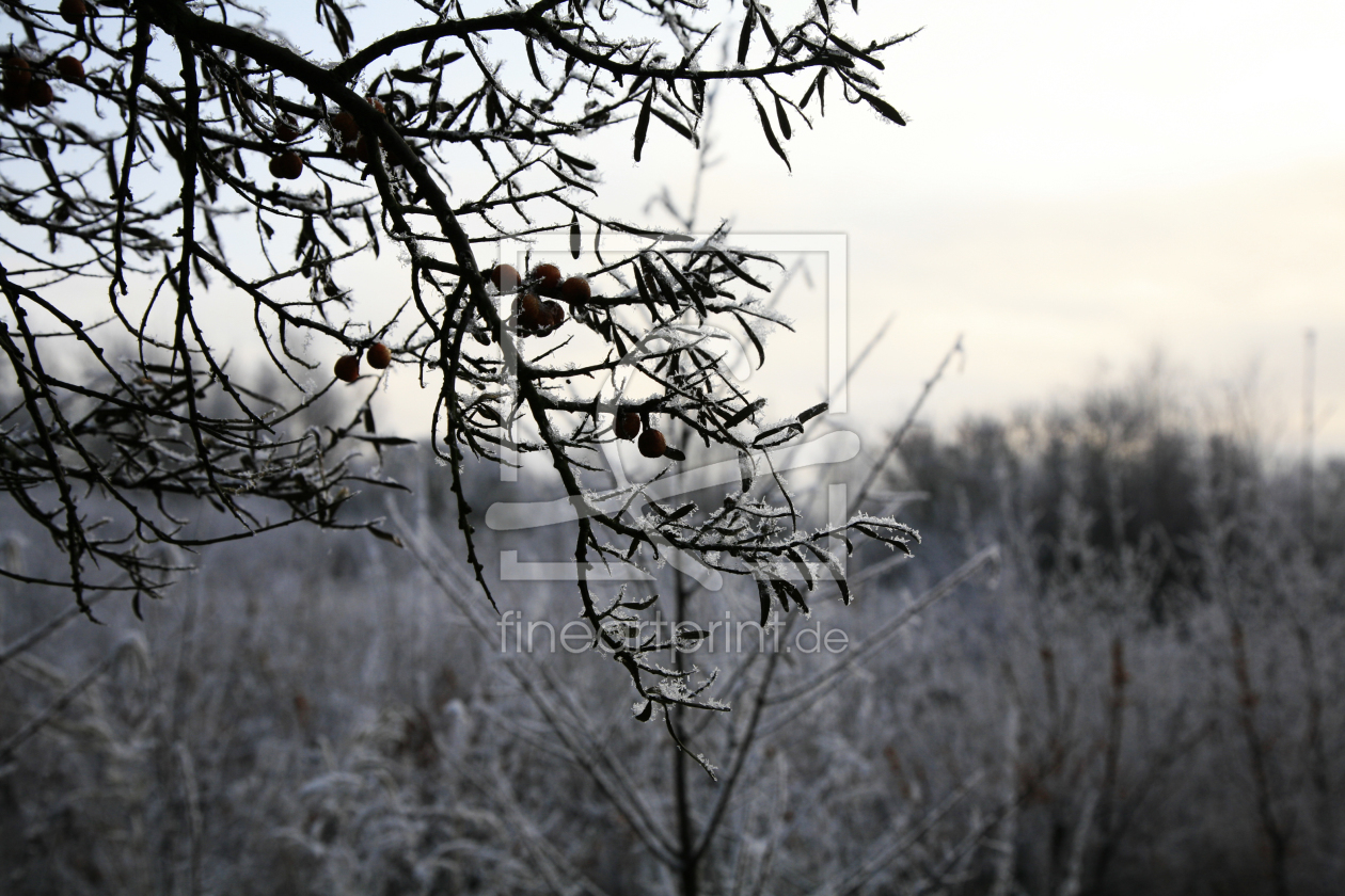 Bild-Nr.: 11452324 Erster Frost erstellt von KundenNr-285037